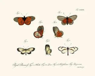 Butterflies