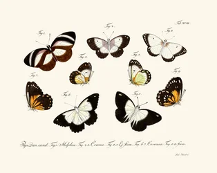 Butterflies