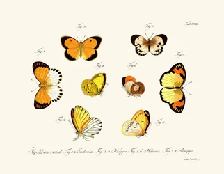 Butterflies