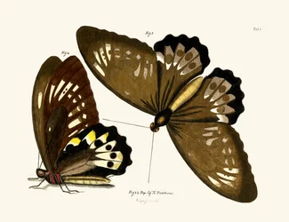 Butterflies