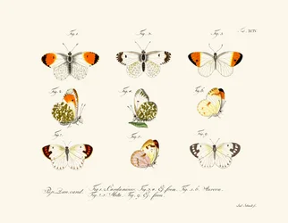 Butterflies