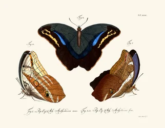 Butterflies