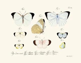Butterflies