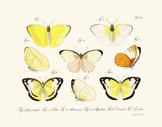 Butterflies