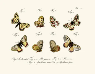 Butterflies