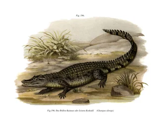 Caiman