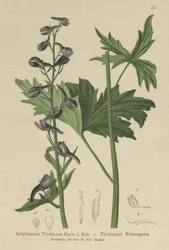 Candle Larkspur