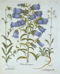 Canterbury Bells, White Bladder Campion, Nottingham Catchfly, from Hortus Eystettensis