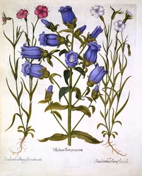Canterbury bells and corn cockles, from Hortus Eystettensis, by Basil Besler (1561-1629), published 1613