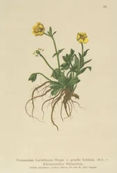 Carinthian Buttercup