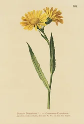 Chamois Ragwort