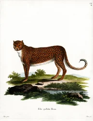 Cheetah