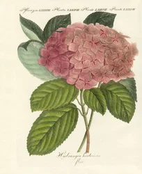 Chinese Flowers