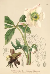Christmas Rose