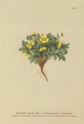 Cinquefoil
