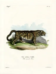 Clouded Leopard