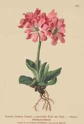 Clusiana Primrose