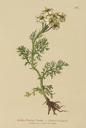 Clusius Yarrow