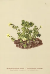 Cobweb Saxifrage