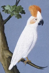 Cockatoo, 1750-1800