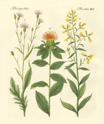 Colored Plants
