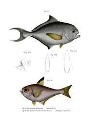 Common Bream