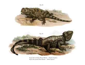 Common Spiny Agama