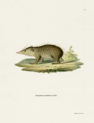 Common Tenrec