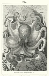 Common octopus