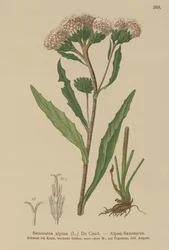Common Saw-wort