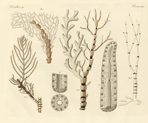 Coral Polyps