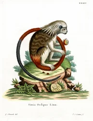 Cotton-top Tamarin
