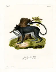 Crab-eating Macaque