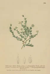Creeping Sandwort