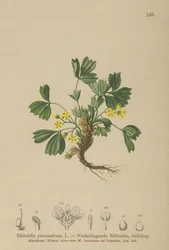 Creeping Sibbaldia