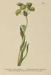 Crowfoot-Leaved Hare