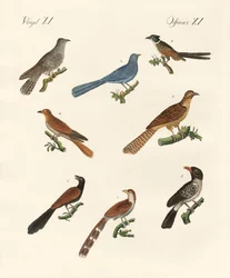 Cuckoos from various countries