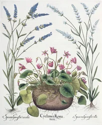 Cyclamen and Lavender, from the Hortus Eystettensis by Basil Besler, pub. 1613
