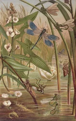Damselfly Hatching, plate from Brehms Tierleben