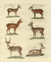Deers and Fawns