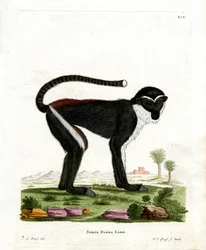 Diana Monkey