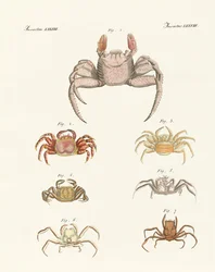 Different Kinds of Crabs