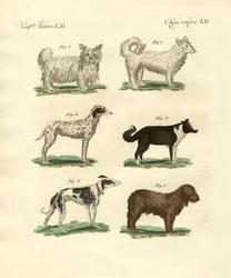 Different Kinds of Dogs