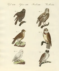 Different kinds of foreign owls