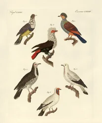 Different Kinds of Foreign Pigeons (coloured engraving)
