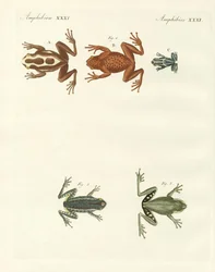 Different Kinds of Foreign Tree Frogs (coloured engraving)