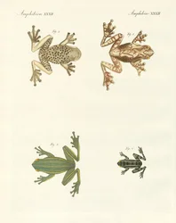 Different kinds of foreign tree frogs
