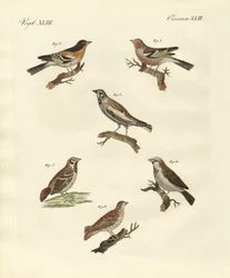 Different Kinds of Larks