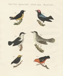 Different Kinds of Manakins