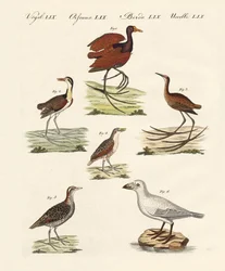 Different Kinds of Marsh-Birds